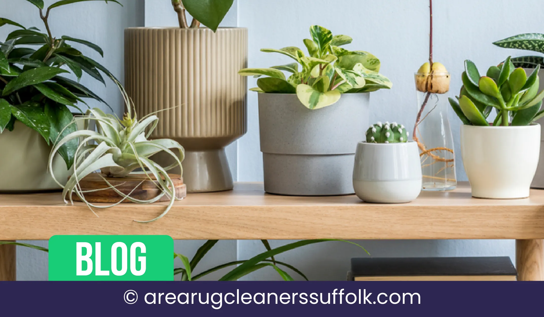 carpet cleaning in the suffolk, carpet cleaning in the suffolk, carpet cleaning the suffolk, carpet cleaners in the suffolk, carpet cleaners in the suffolk, commercial carpet cleaning, commercial carpet cleaning in the suffolk, the suffolk rug cleaners, rug cleaning services in the suffolk, same day carpet cleaning, same day rug cleaning