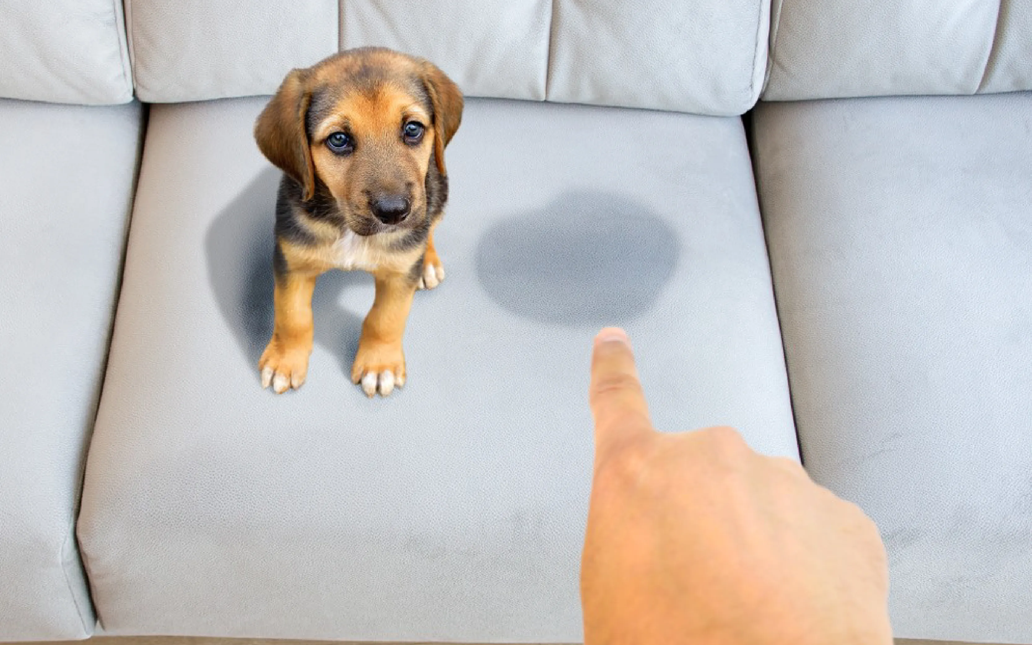 carpet cleaning in the suffolk, carpet cleaning in the suffolk, carpet cleaning the suffolk, carpet cleaners in the suffolk, carpet cleaners in the suffolk, commercial carpet cleaning, commercial carpet cleaning in the suffolk, the suffolk rug cleaners, rug cleaning services in the suffolk, same day carpet cleaning, same day rug cleaning